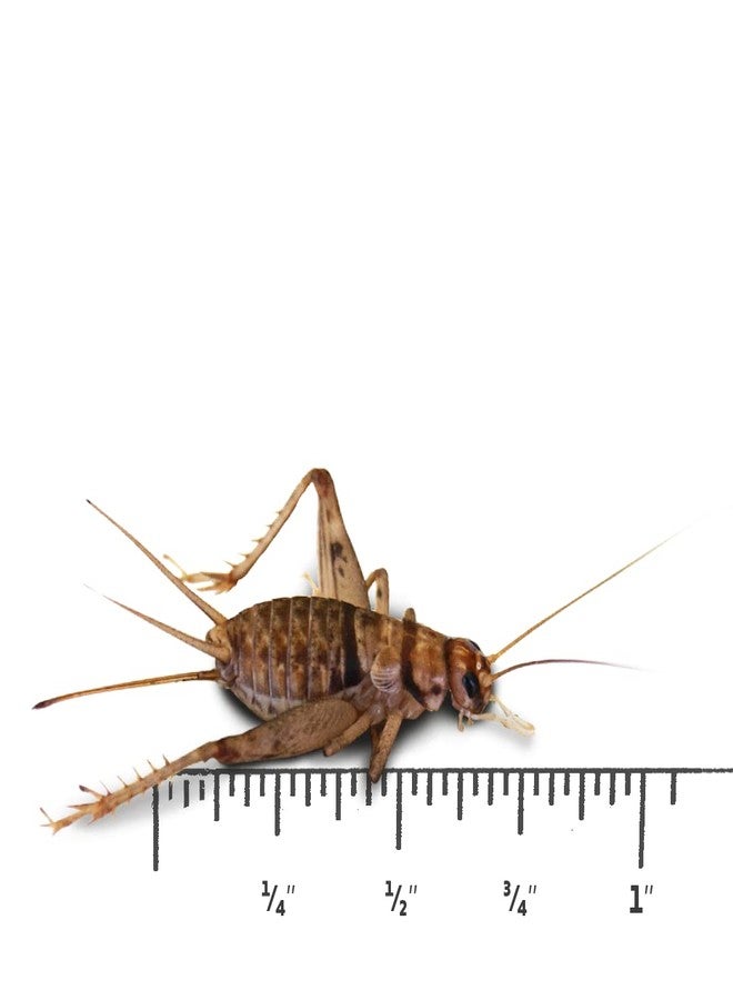 صراصير جوش المخططة مقاس 1/2 بوصة (250 حبة) - Image 1